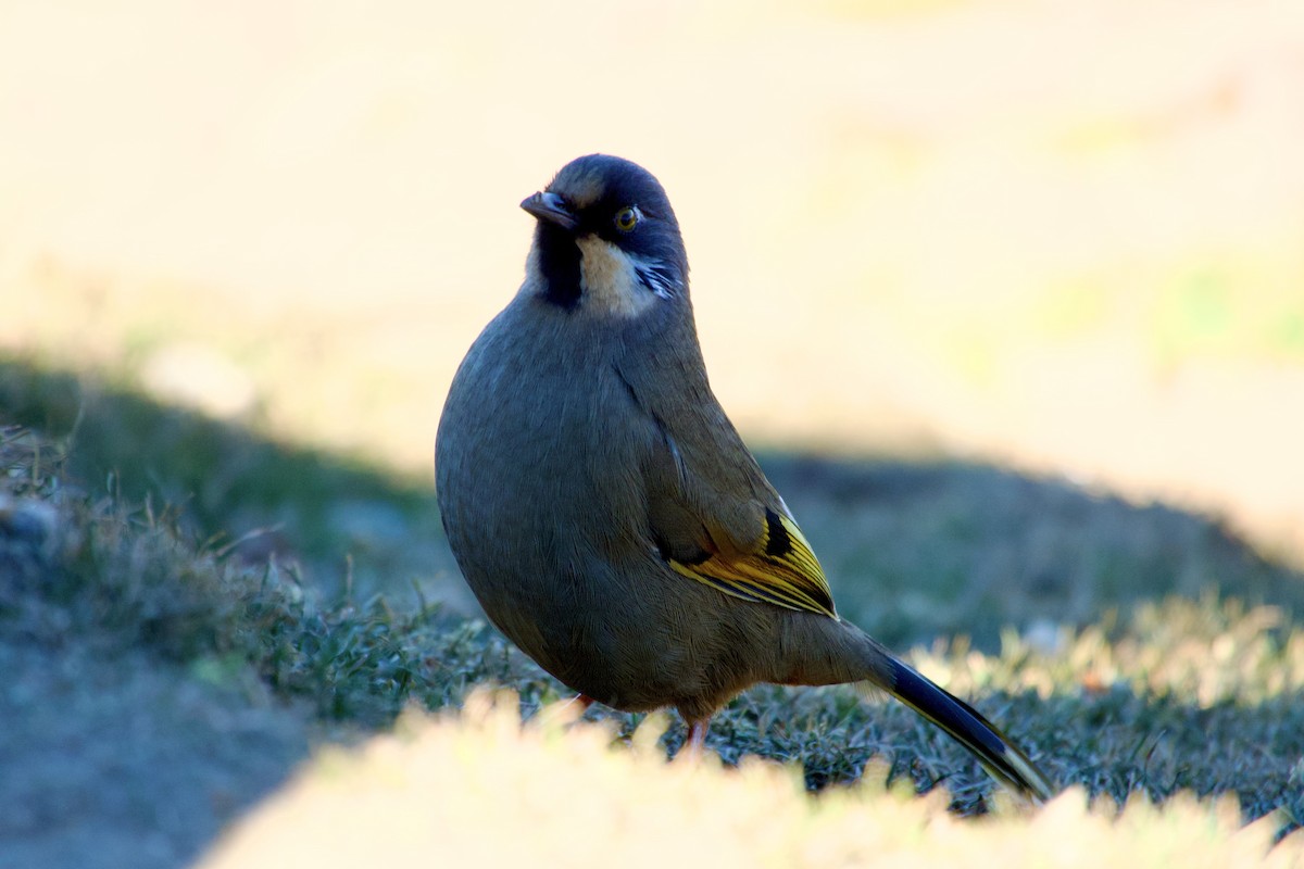 Sarı Kanatlı Gevezeardıç - ML646629660