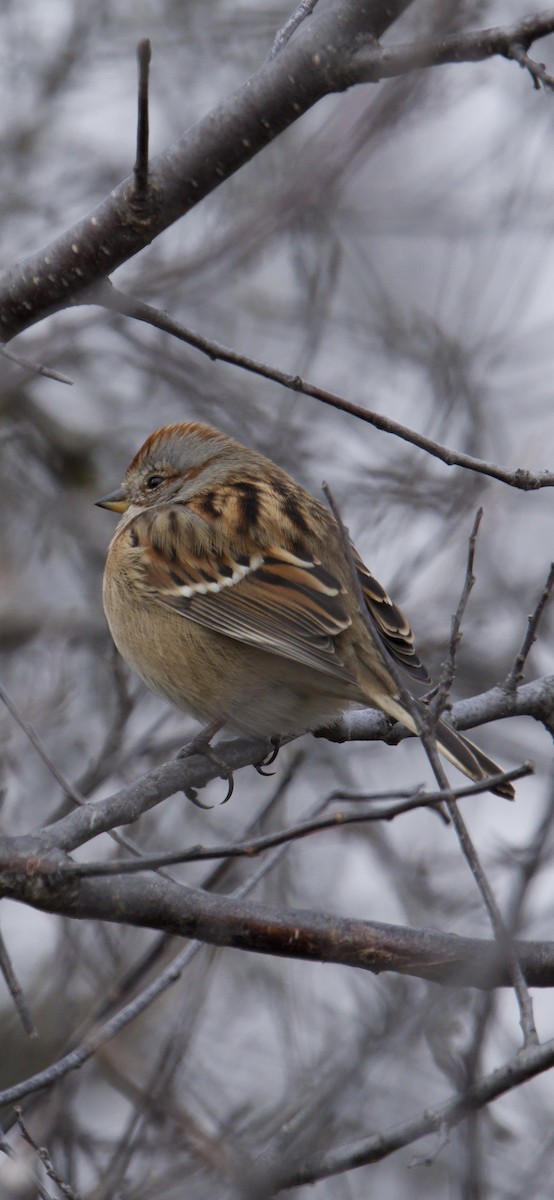 Chingolo Arbóreo - ML646629662