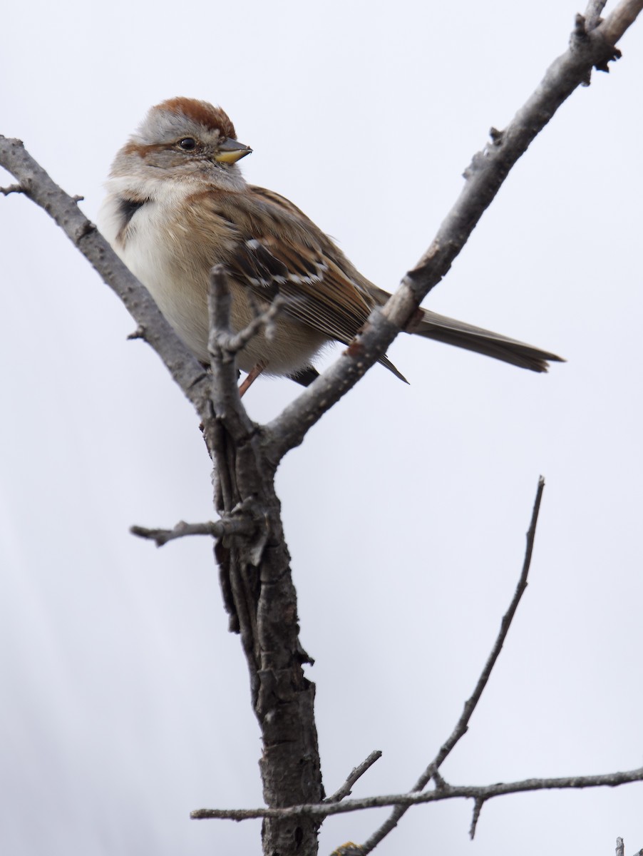 Chingolo Arbóreo - ML646629663