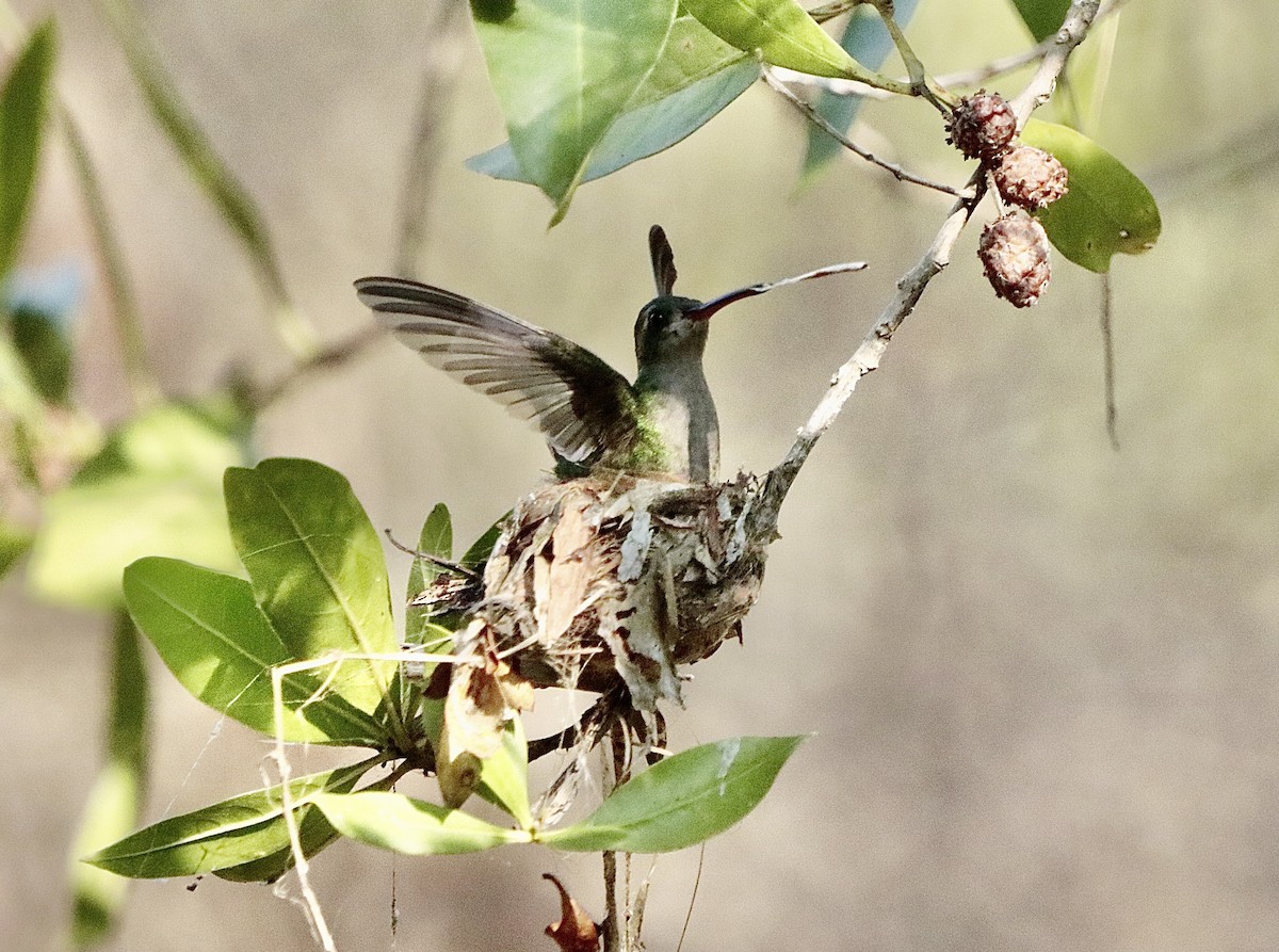 Colibrí Piquiancho de Guerrero - ML646629668