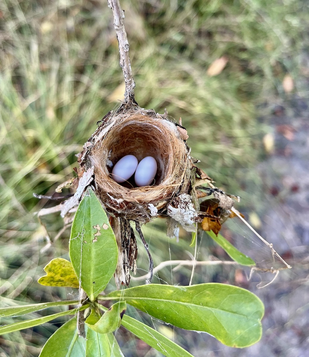 Colibrí Piquiancho de Guerrero - ML646629669