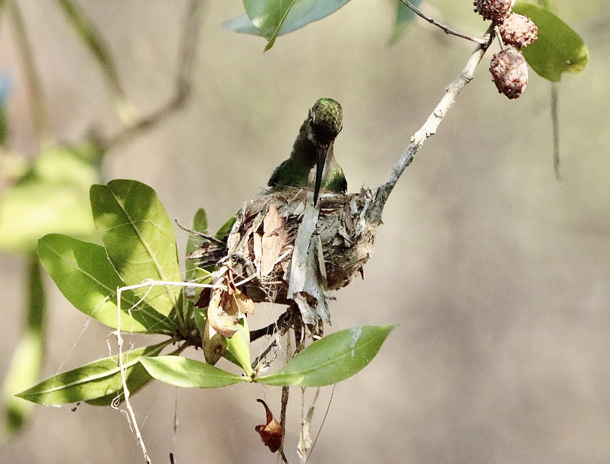 Colibrí Piquiancho de Guerrero - ML646629670