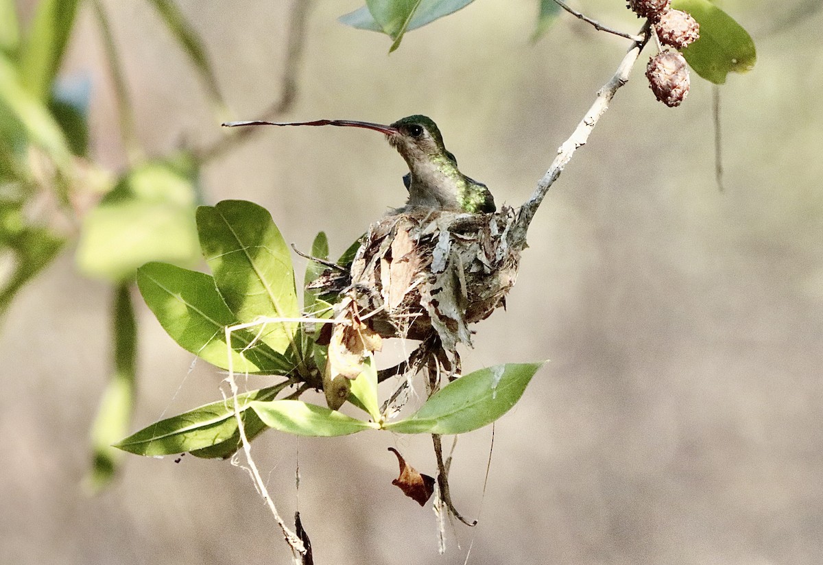 Colibrí Piquiancho de Guerrero - ML646629671