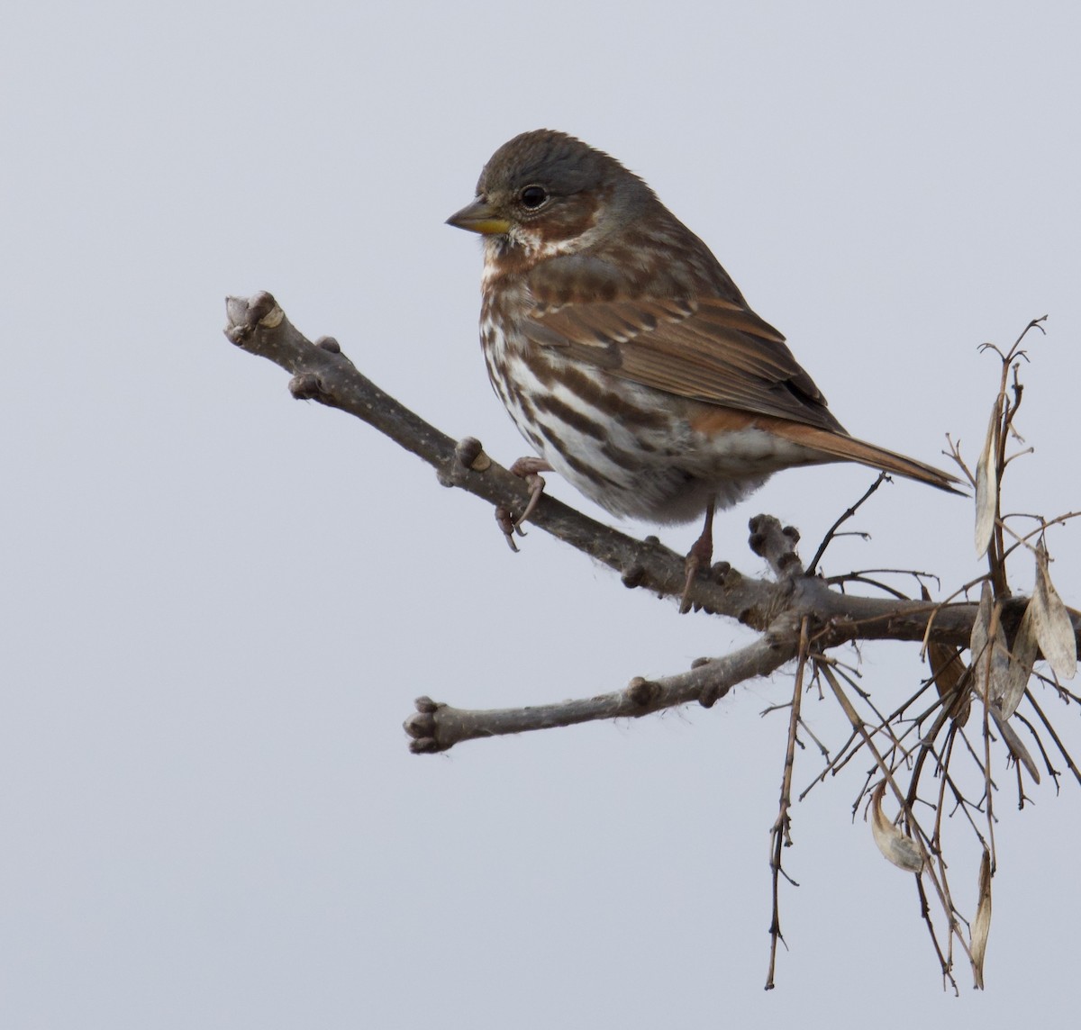 Fox Sparrow - ML646629672