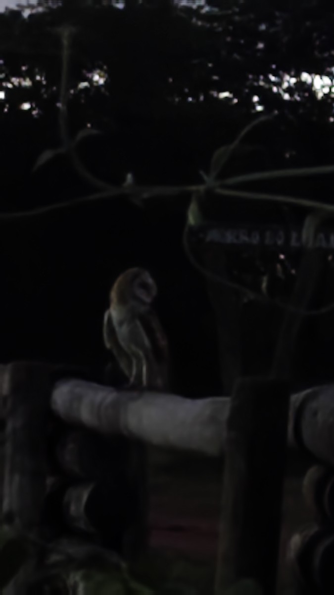 Lechuza Común Americana - ML646629678