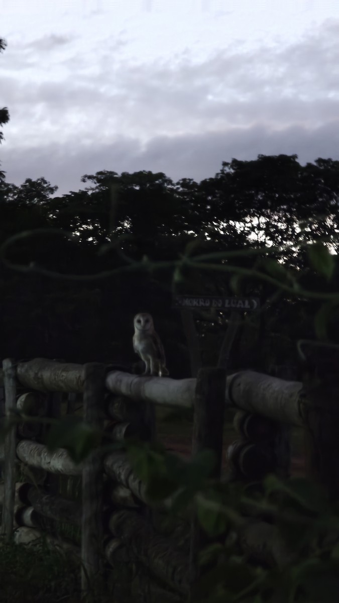 Lechuza Común Americana - ML646629679