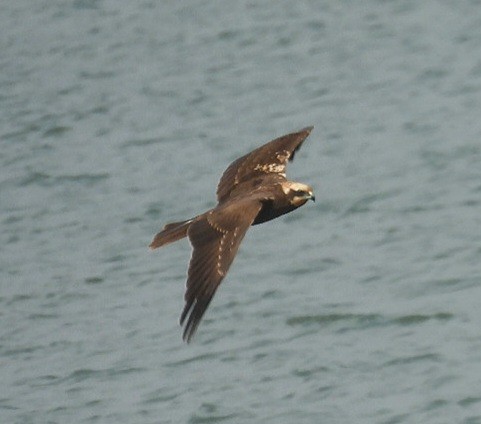 Western Marsh Harrier - ML646629680