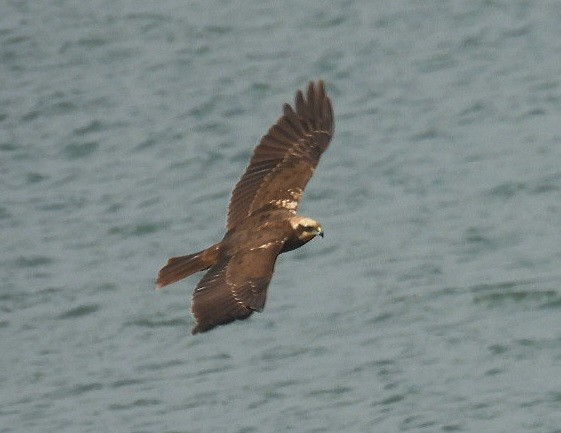 Western Marsh Harrier - ML646629681