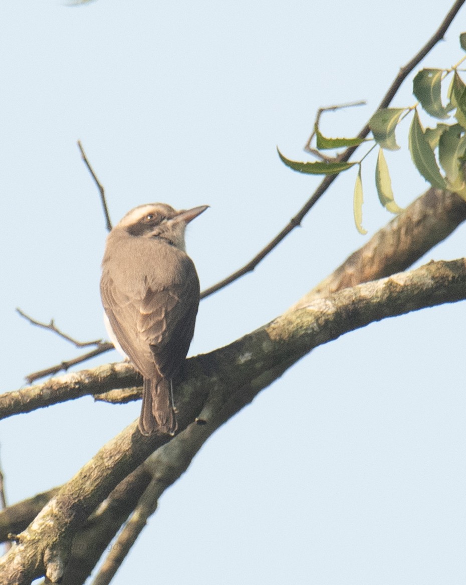 モズサンショウクイ - ML646629682