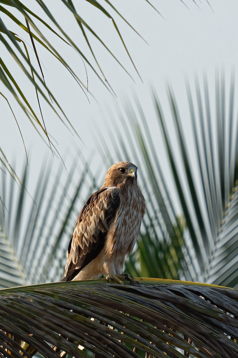 Águila Calzada - ML646629683