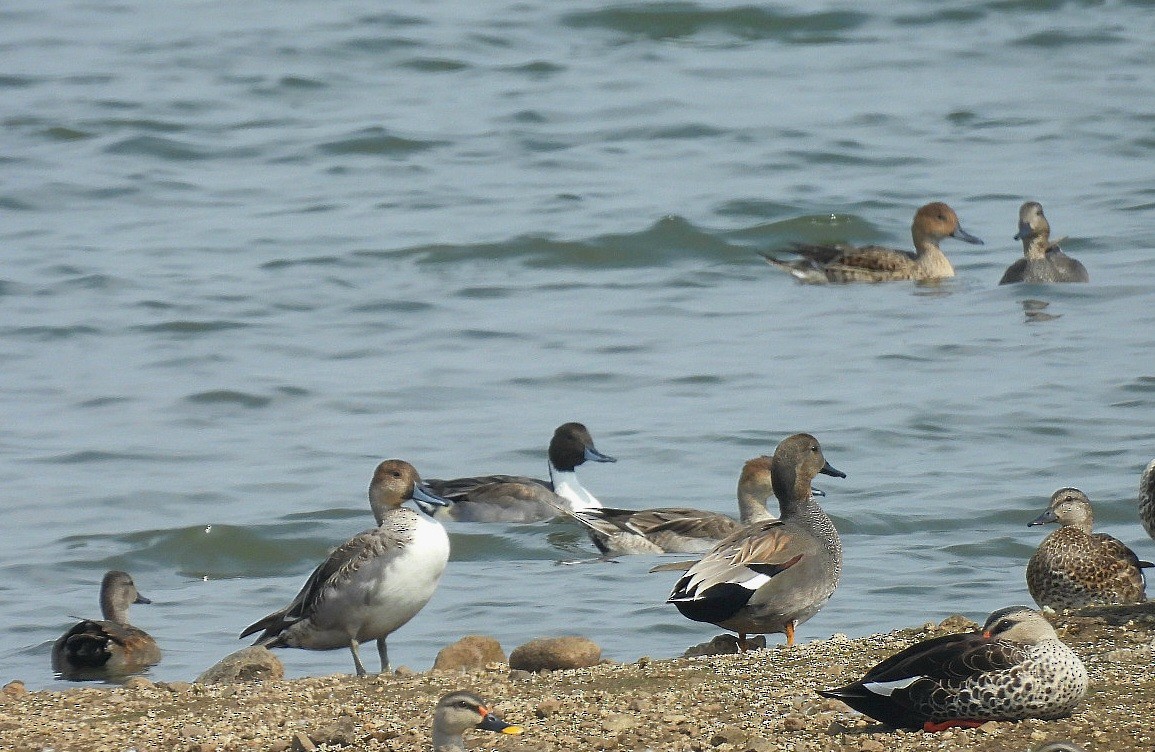 Northern Pintail - ML646629687