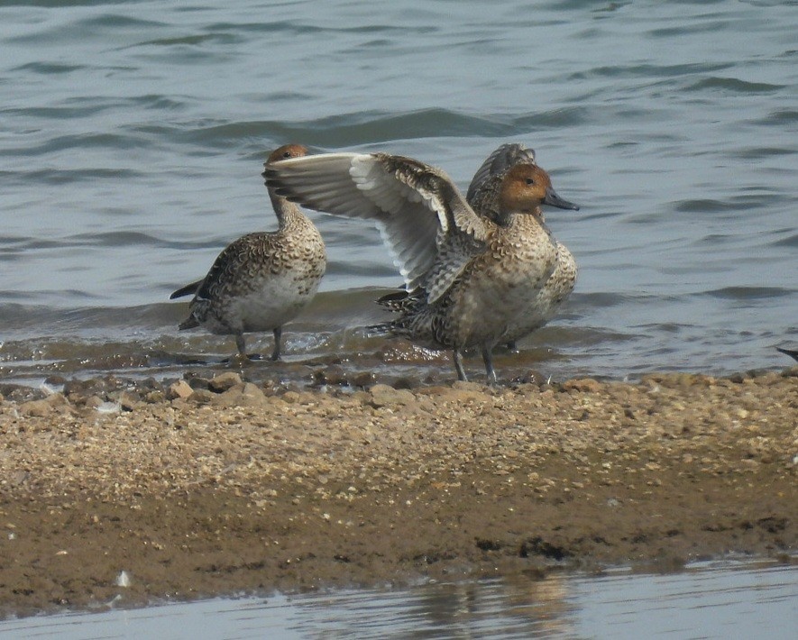 Northern Pintail - ML646629688