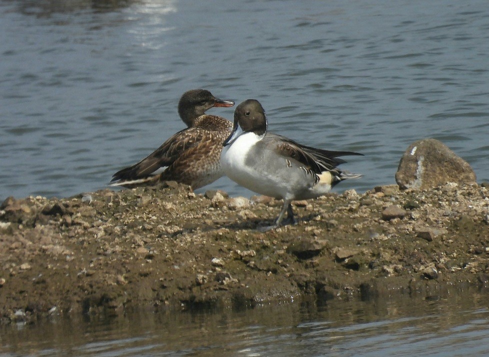 Northern Pintail - ML646629689