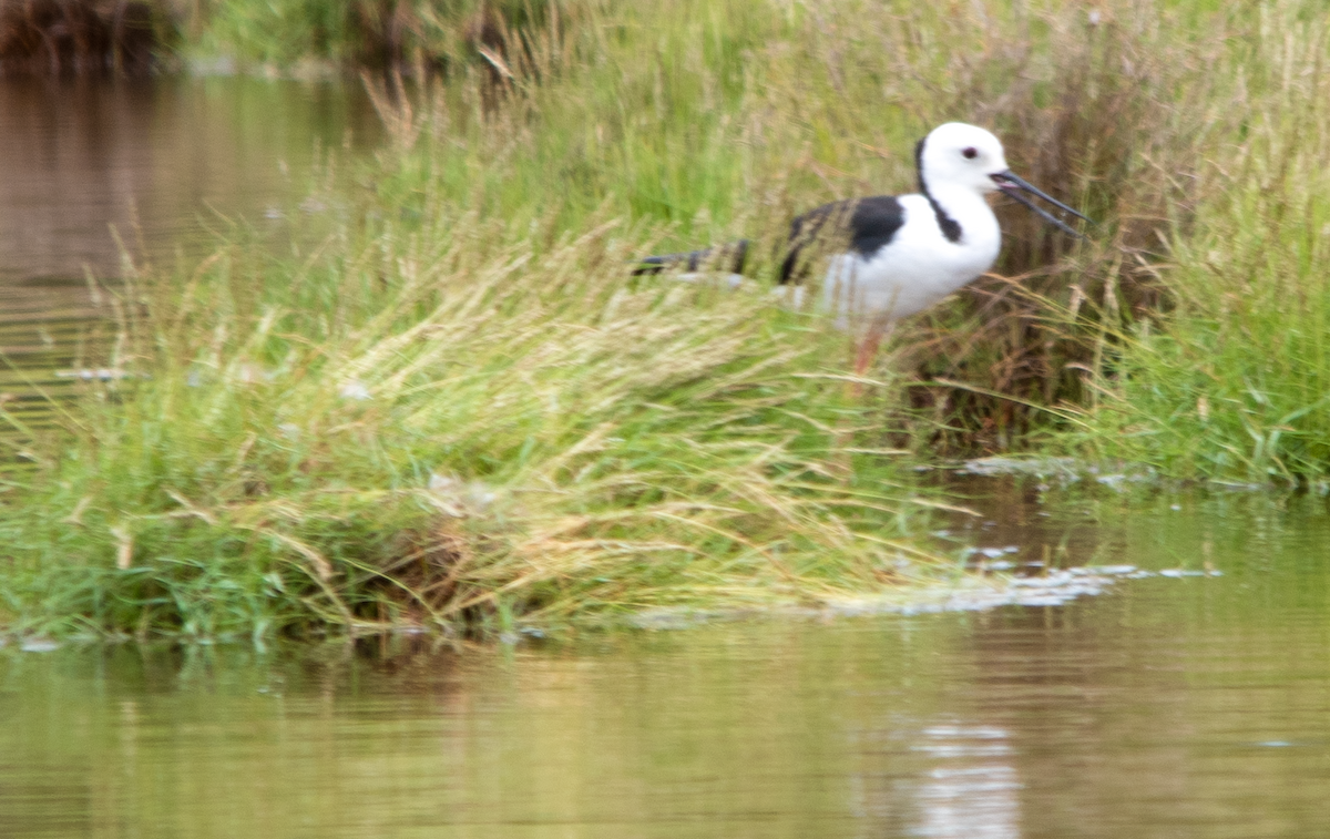 Pied Stilt - ML646629690
