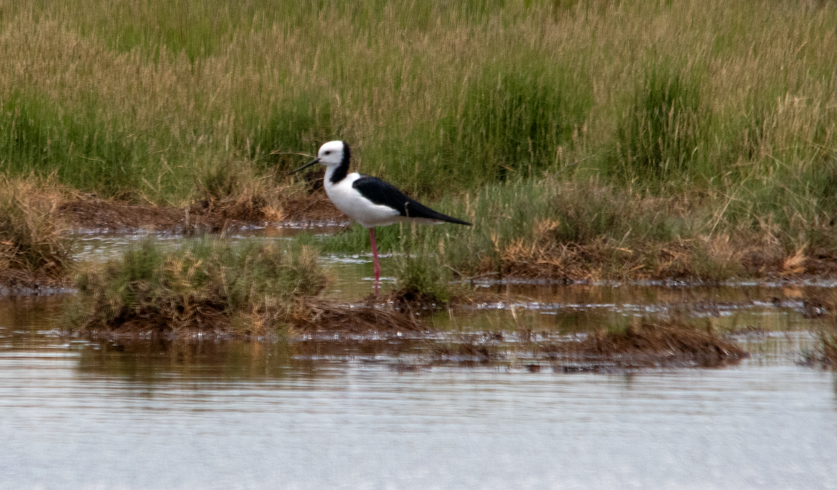 Pied Stilt - ML646629691