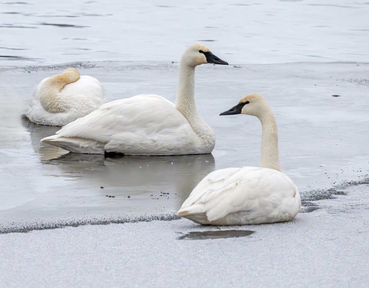 Trumpeter Swan - ML646629693
