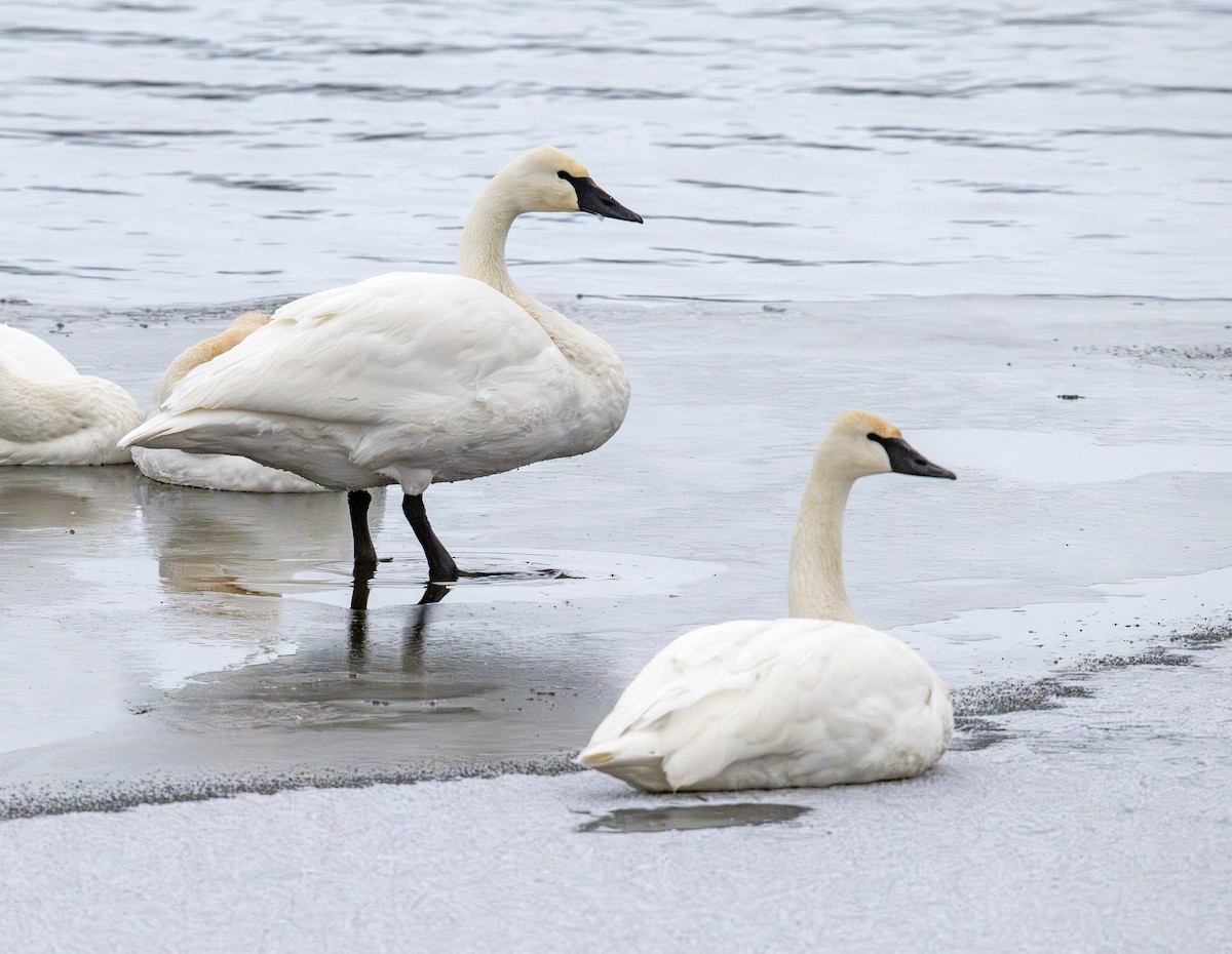Trumpeter Swan - ML646629694