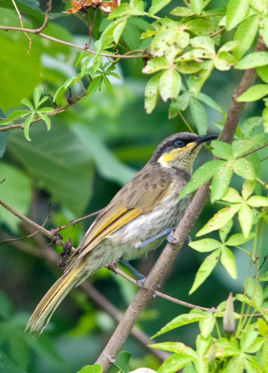 Mangrove Honeyeater - ML646629698