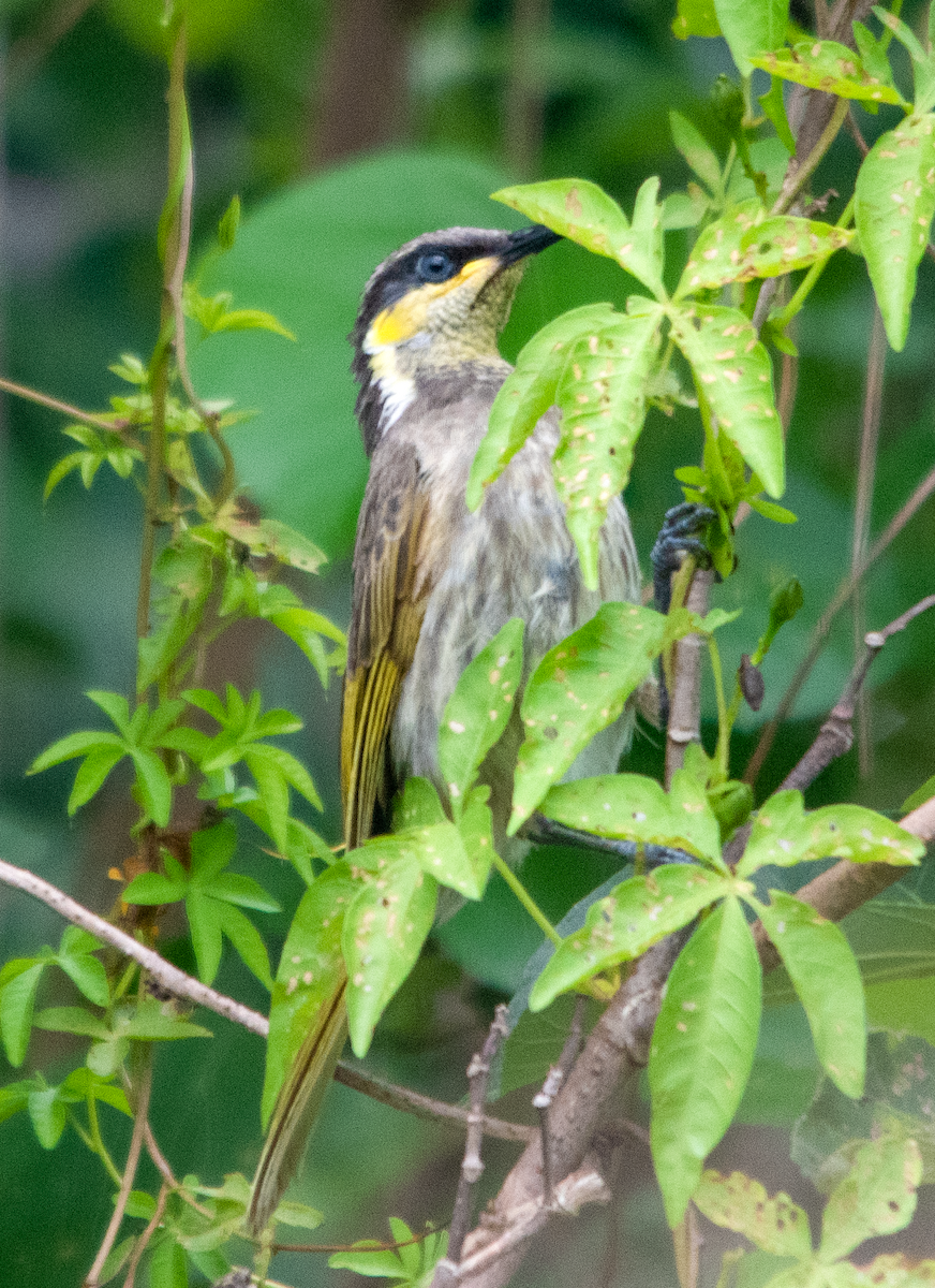 Mangrove Honeyeater - ML646629699