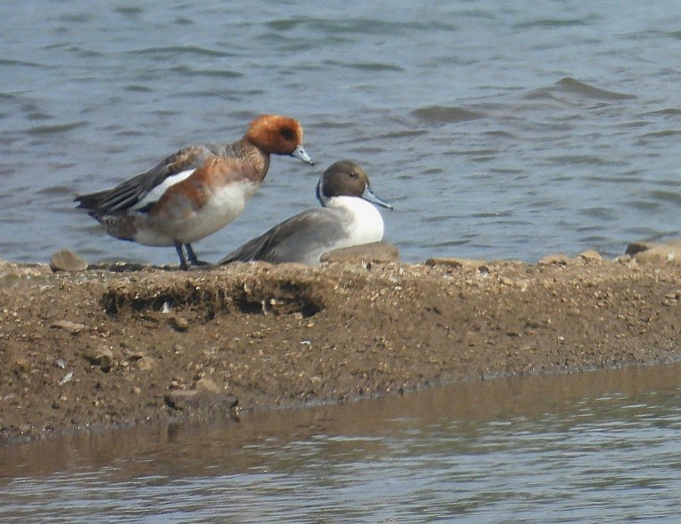 Eurasian Wigeon - ML646629700