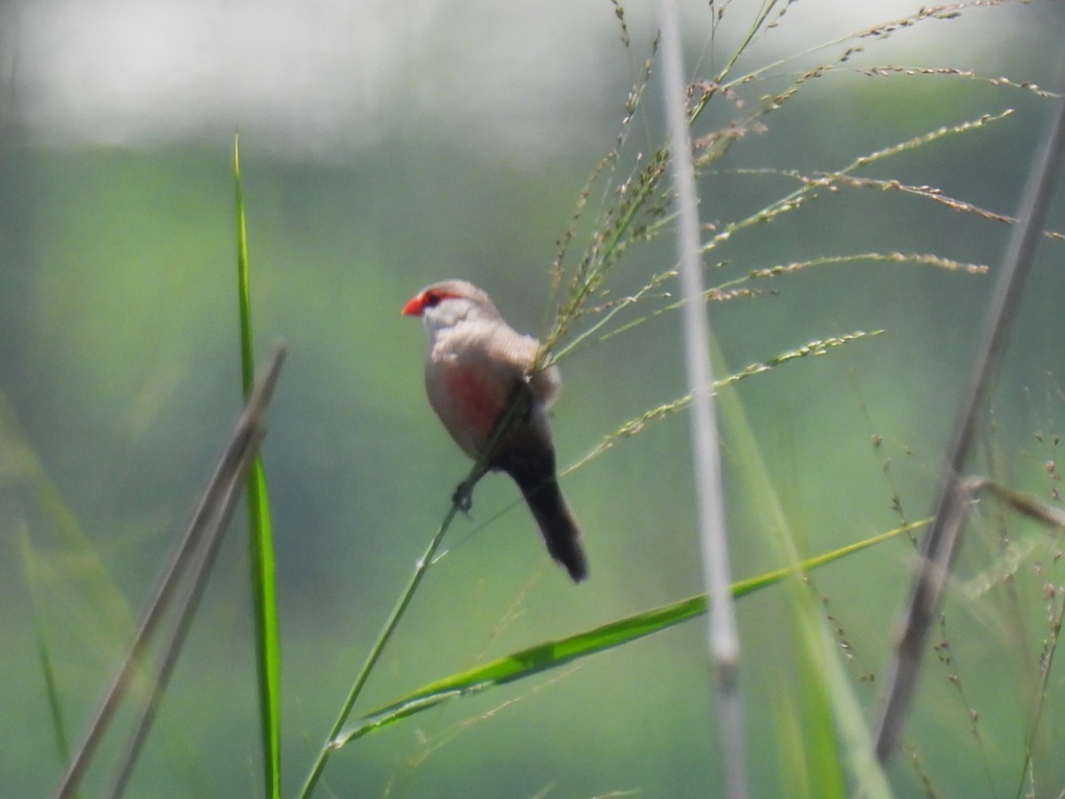 Estrilda mokogorria - ML646629701