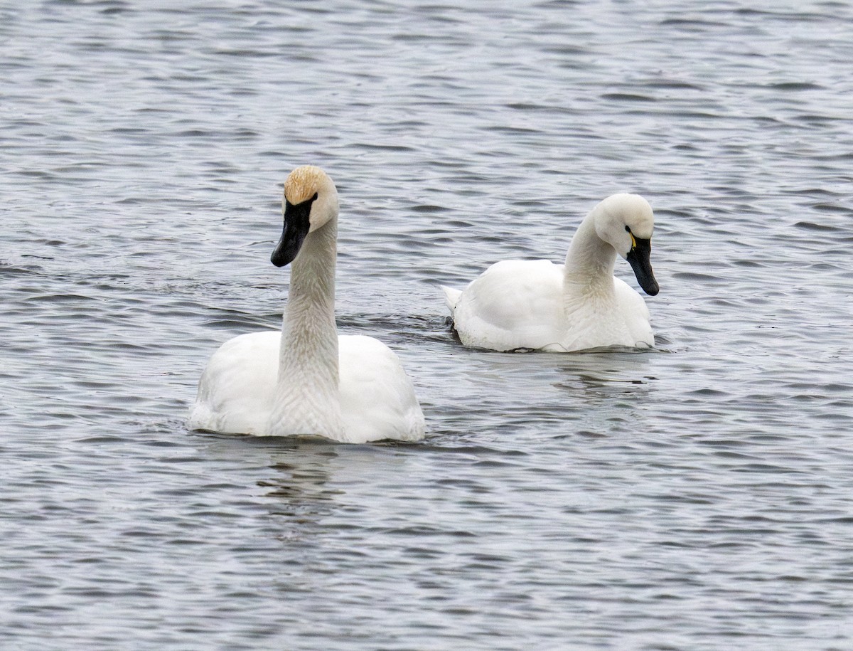 Tundra Swan - ML646629704