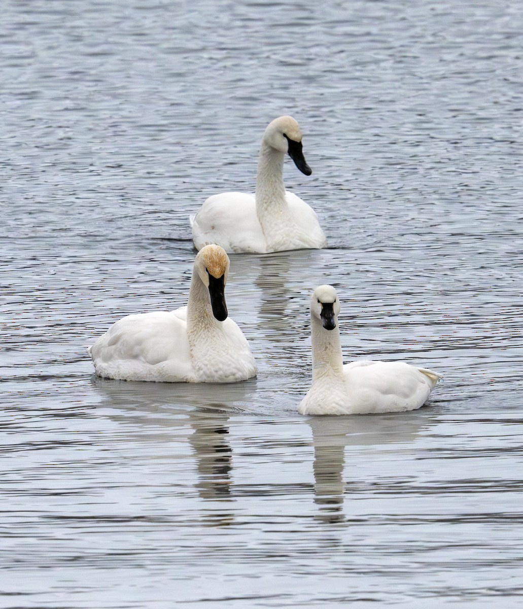 Tundra Swan - ML646629705