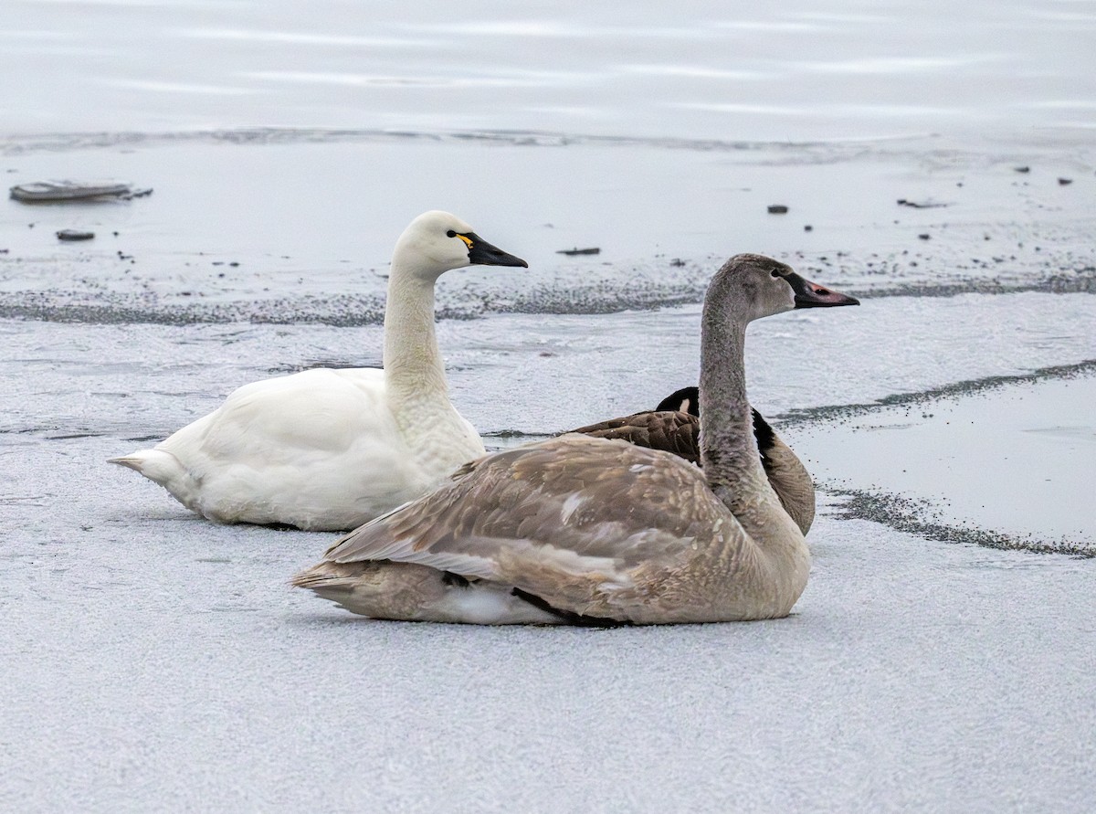Tundra Swan - ML646629706