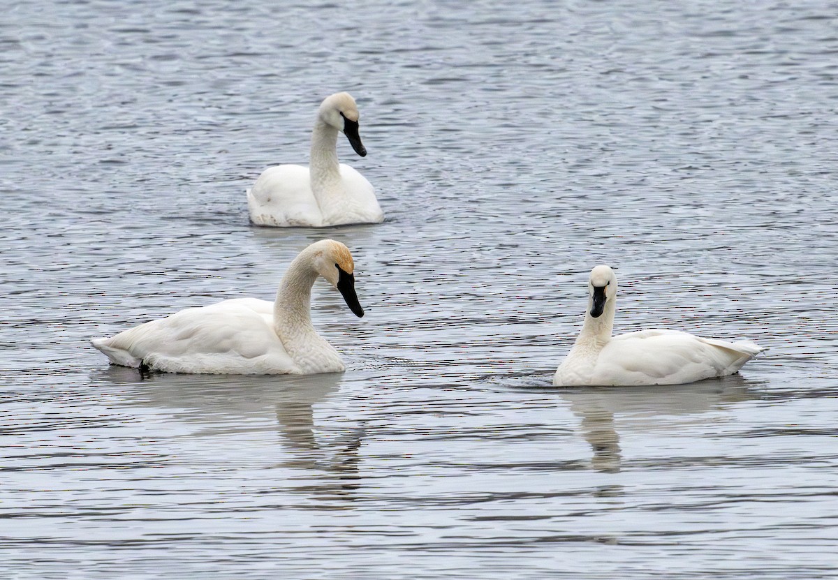Tundra Swan - ML646629707