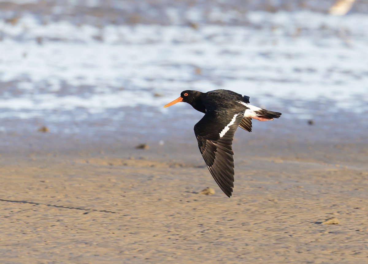 Pied Oystercatcher - ML646629710