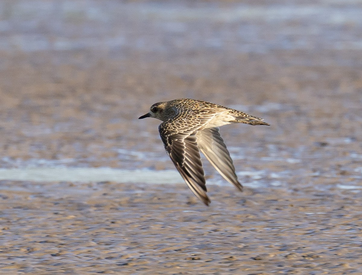 Pacific Golden-Plover - ML646629713