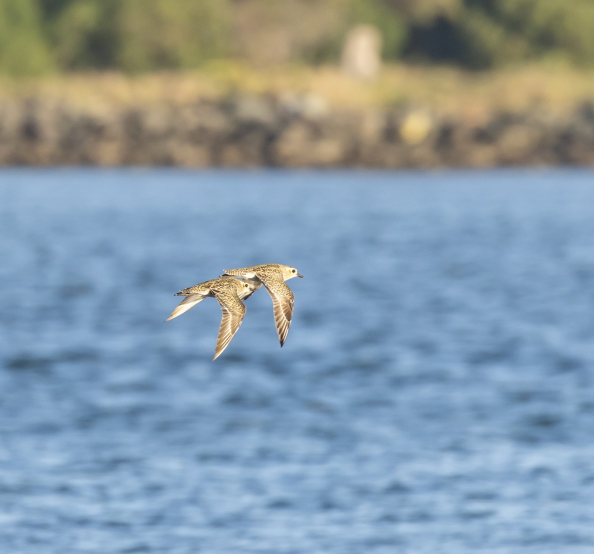Pacific Golden-Plover - ML646629714
