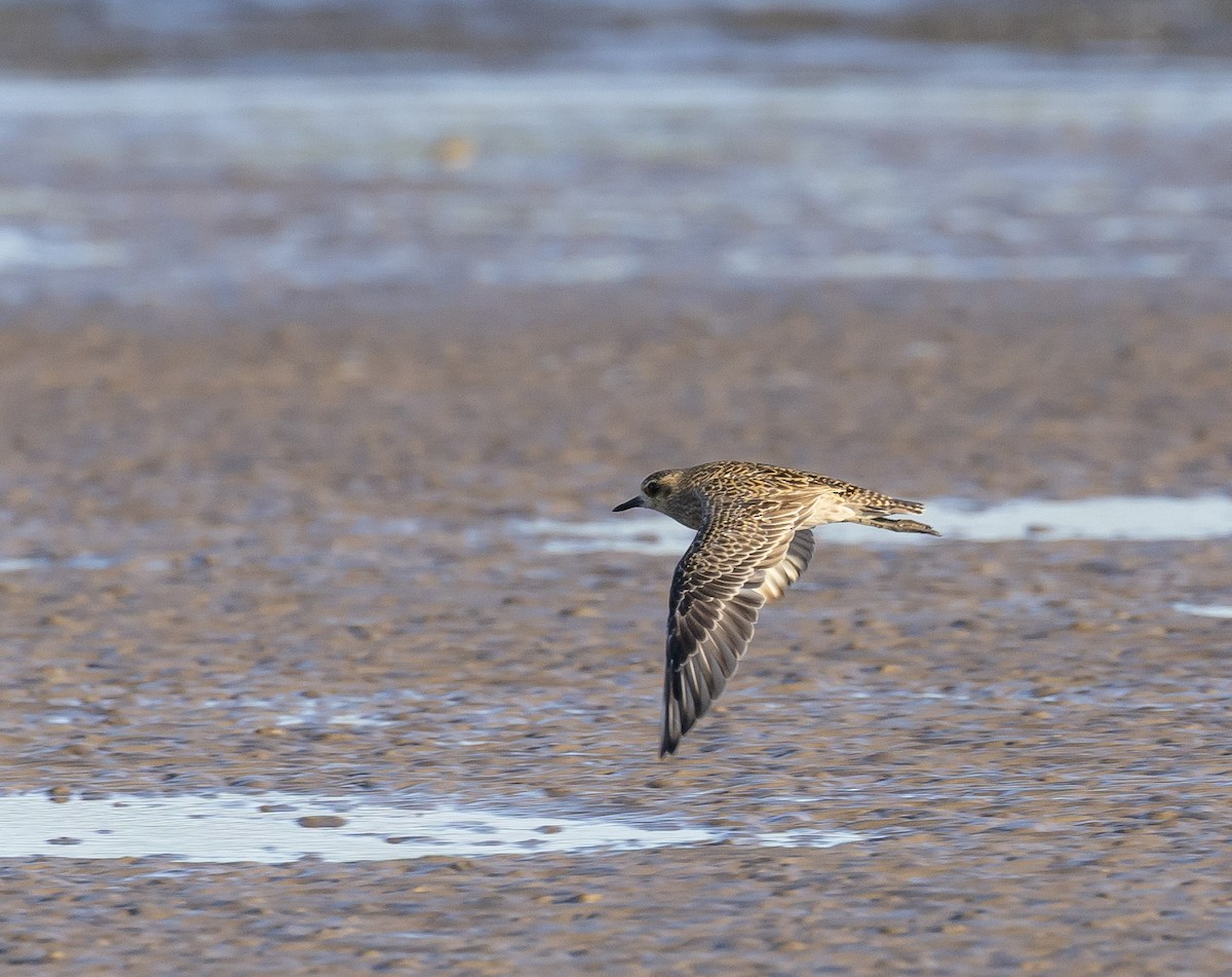 Pacific Golden-Plover - ML646629715