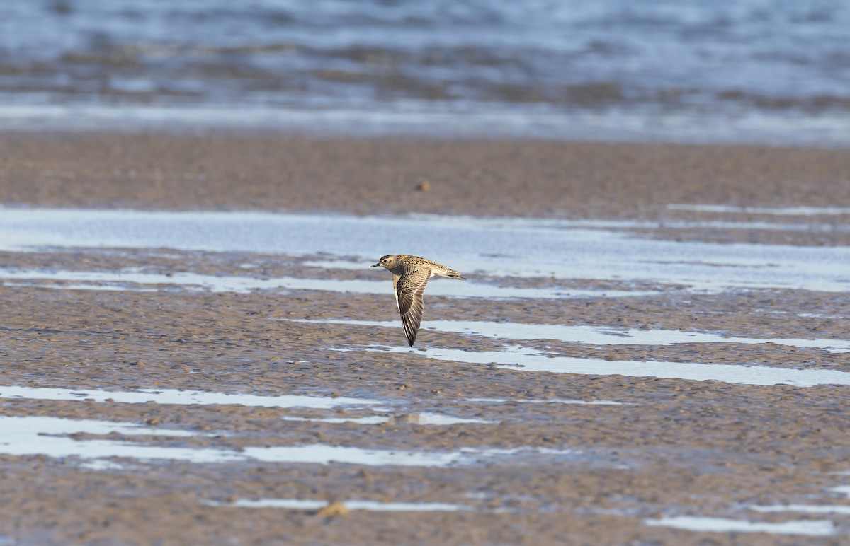 Pacific Golden-Plover - ML646629717