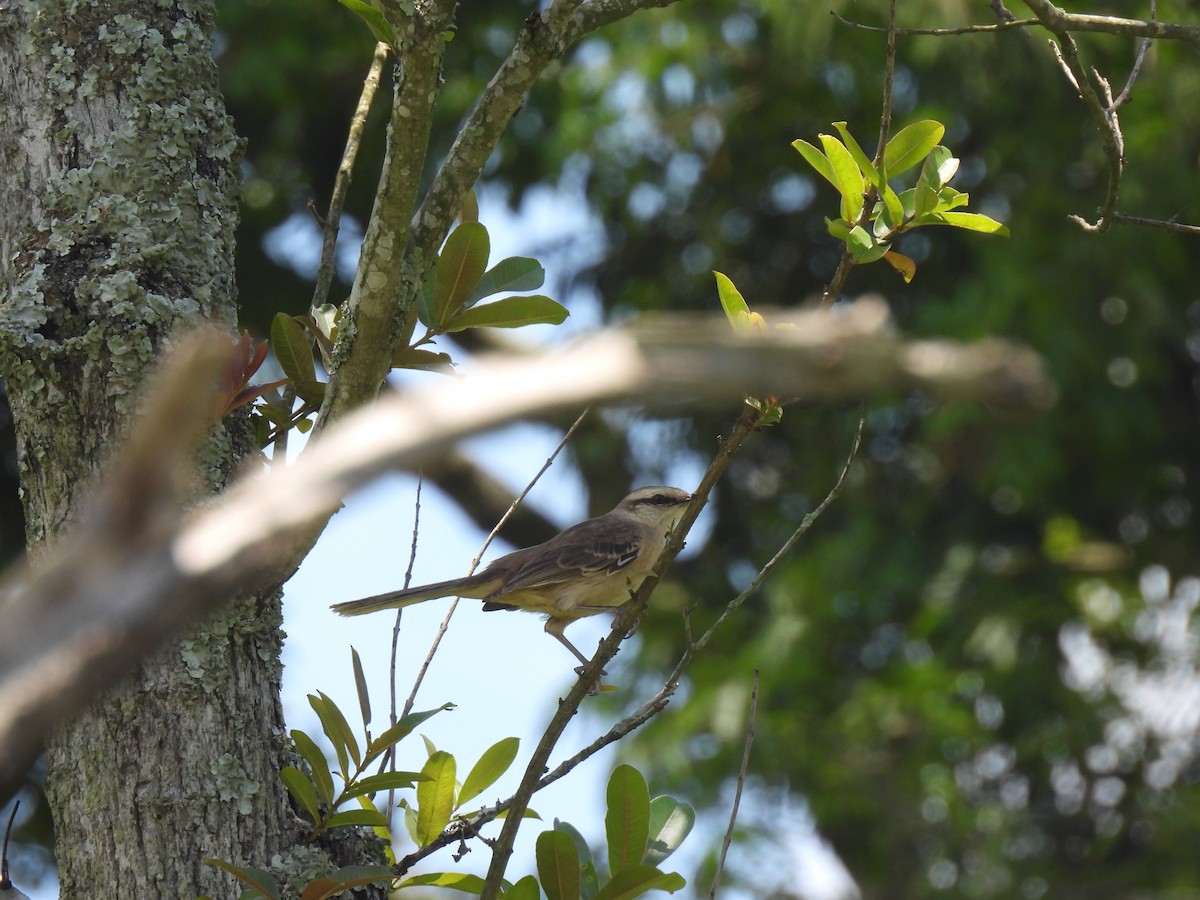 Chalk-browed Mockingbird - ML646629718