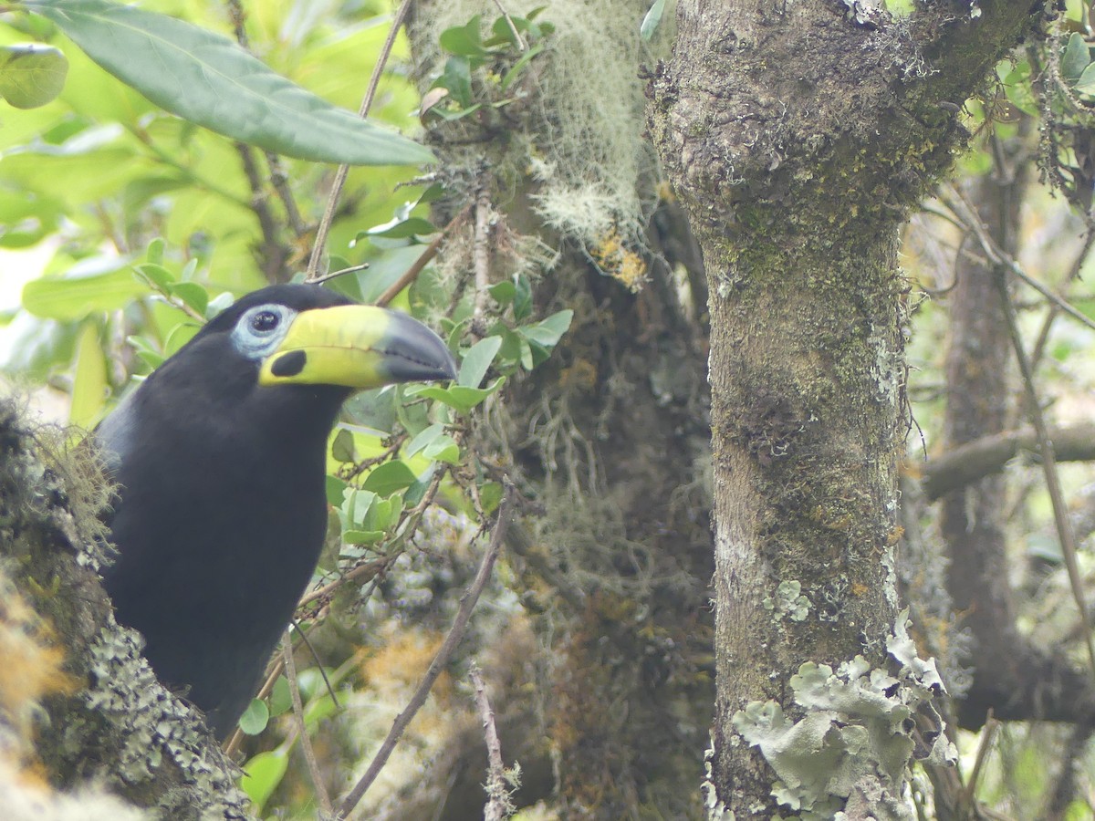 Андигена зеленодзьоба - ML646629719