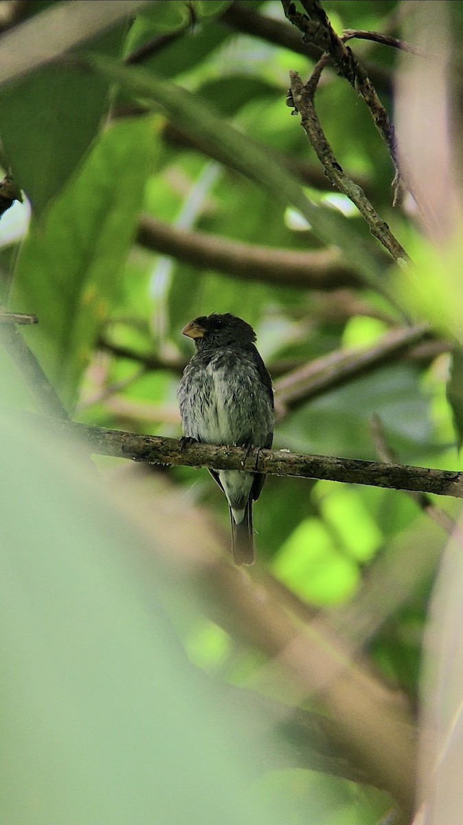 Schieferspelzer - ML646629720