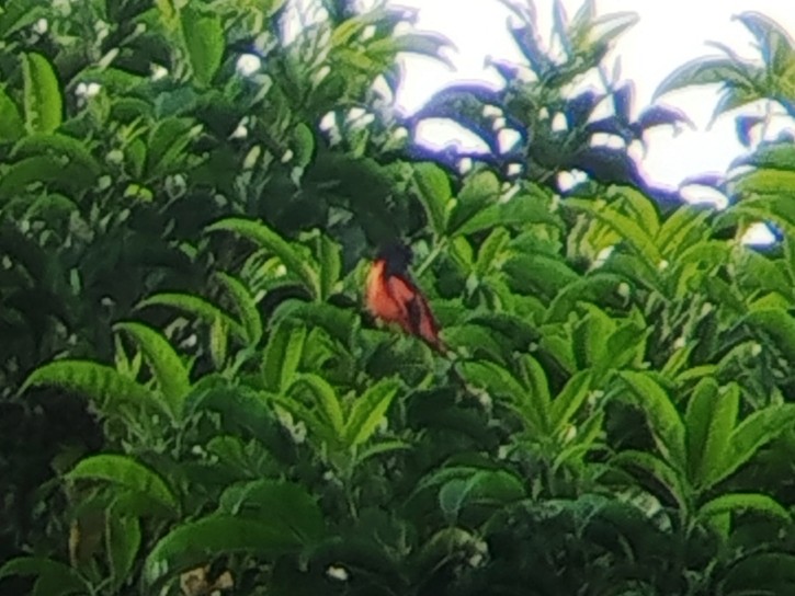 gråhakemønjefugl - ML646629721