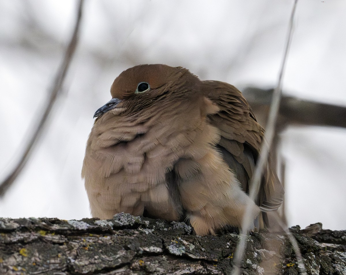 Mourning Dove - ML646629724