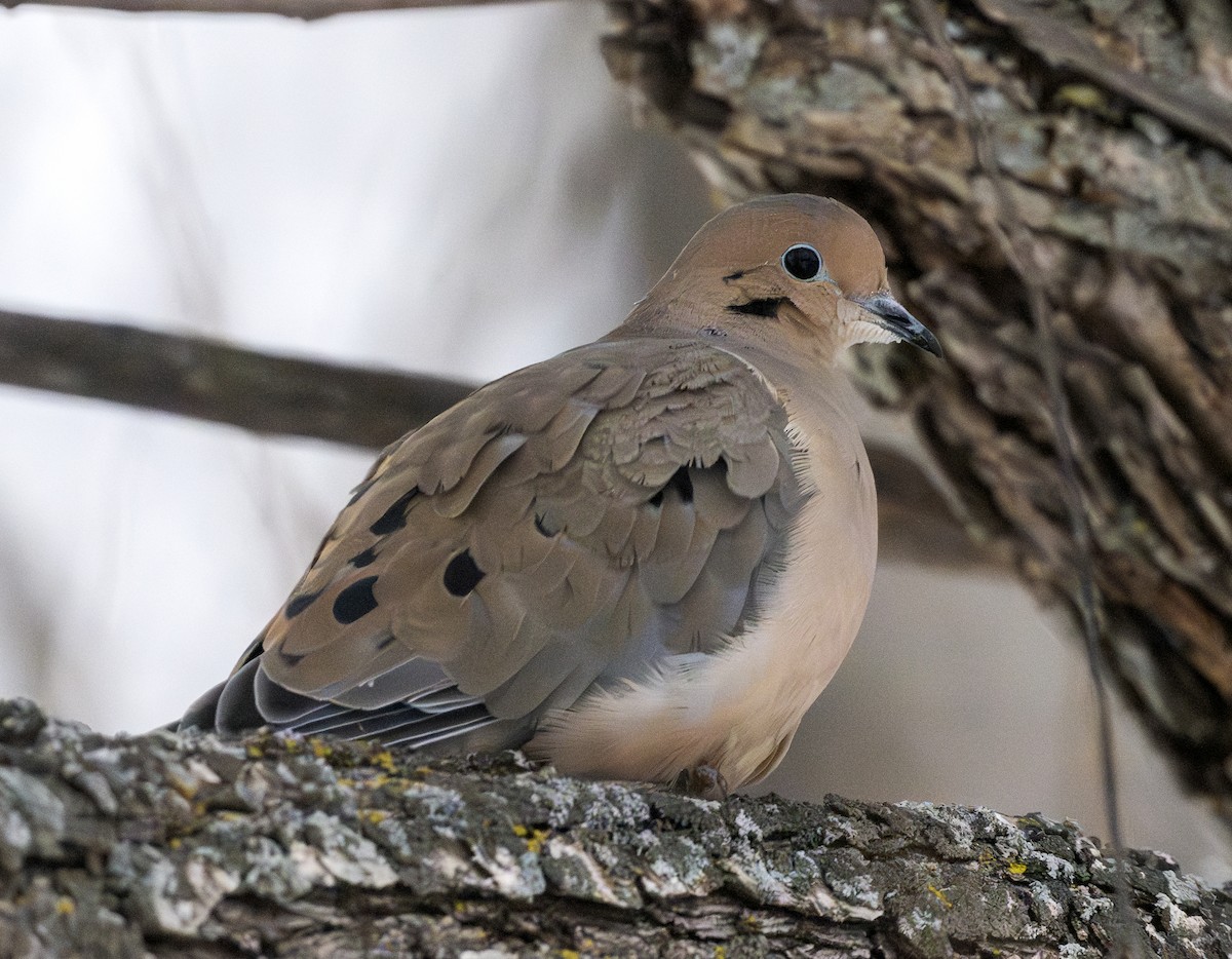 Mourning Dove - ML646629725