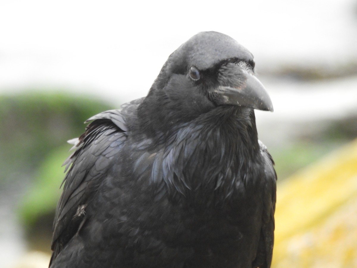 Common Raven - ML646629731