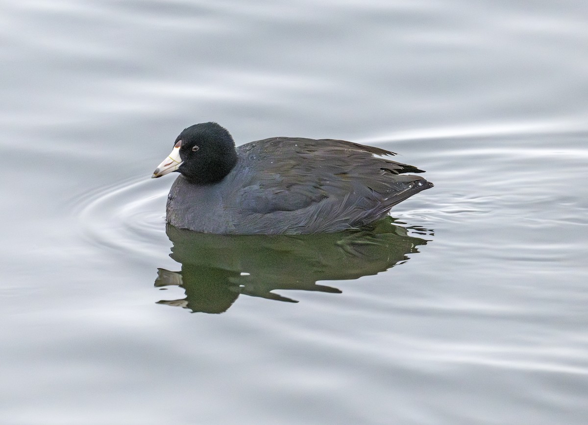 American Coot - ML646629732