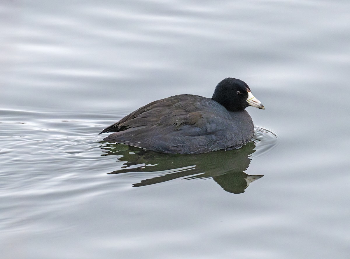 American Coot - ML646629733