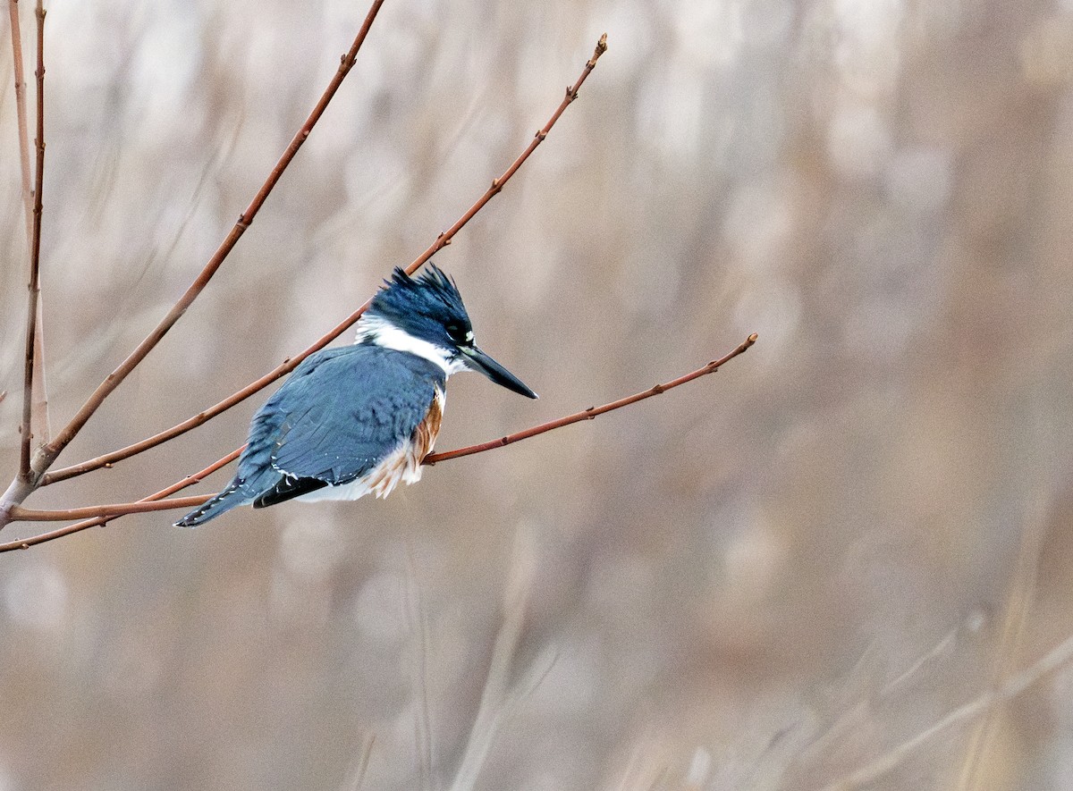 Belted Kingfisher - ML646629734
