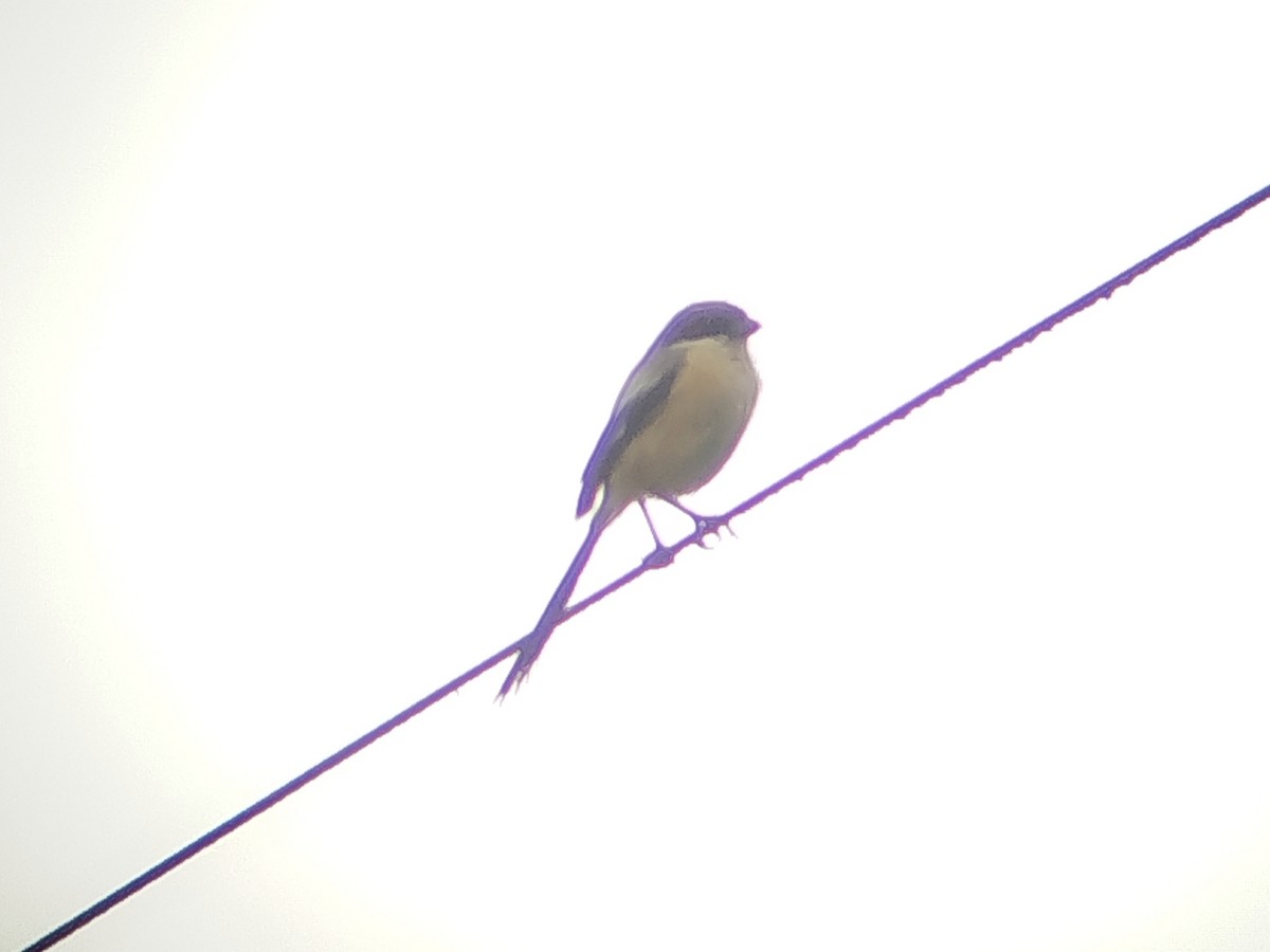 棕背伯勞 - ML646629736