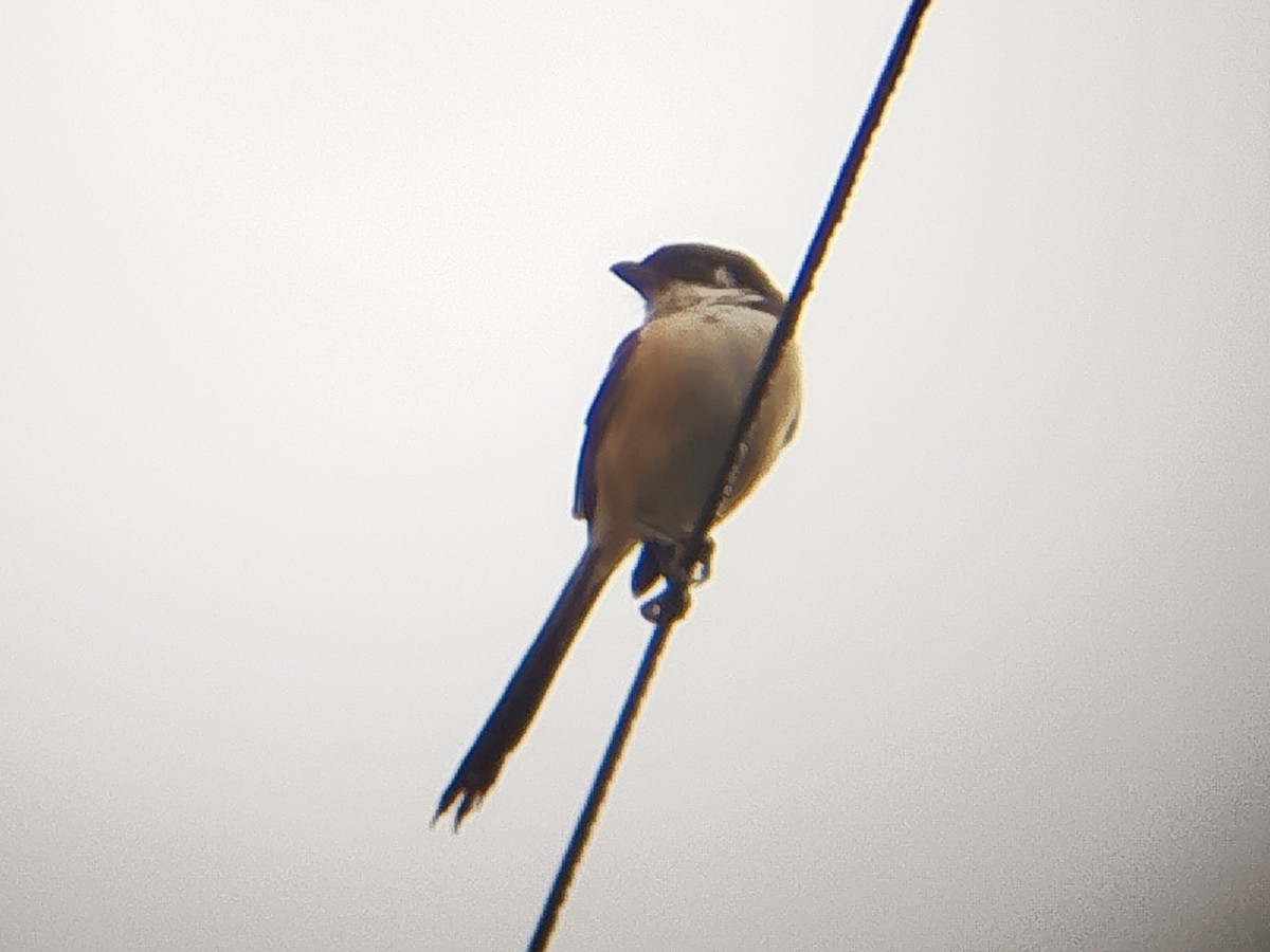 棕背伯勞 - ML646629737