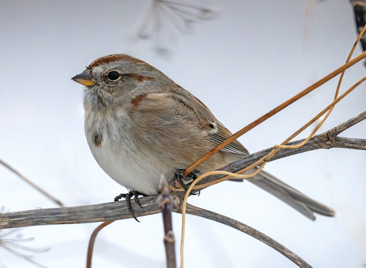 American Tree Sparrow - ML646629738