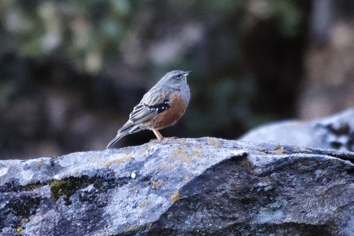 Büyük Dağbülbülü - ML646629739