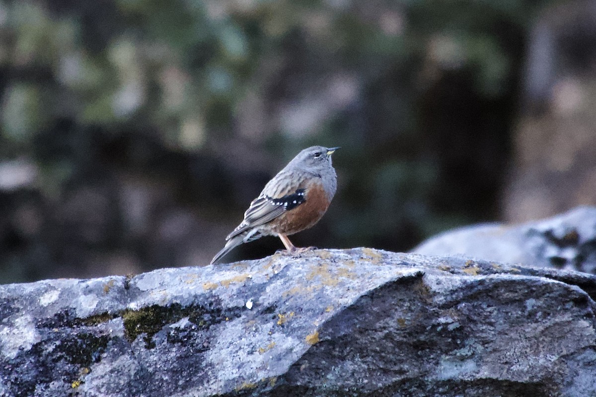 Büyük Dağbülbülü - ML646629740