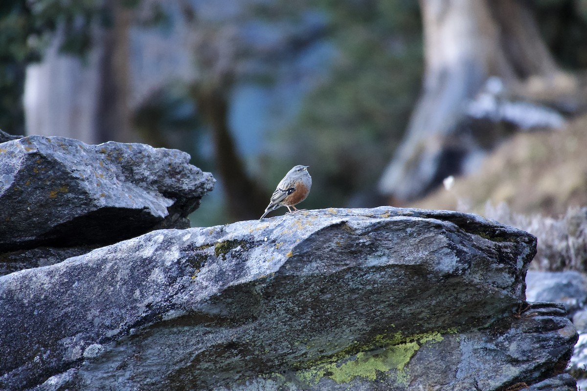 Büyük Dağbülbülü - ML646629741